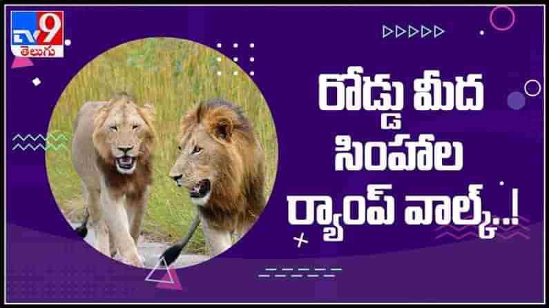 సరదాగా రోడ్డు మీద సింహాల ఈవినింగ్ వాక్..! బిత్తరపోయిన వాహనదారులు.వైరల్ అవుతున్న వీడియో : Lions Walking Viral Video.