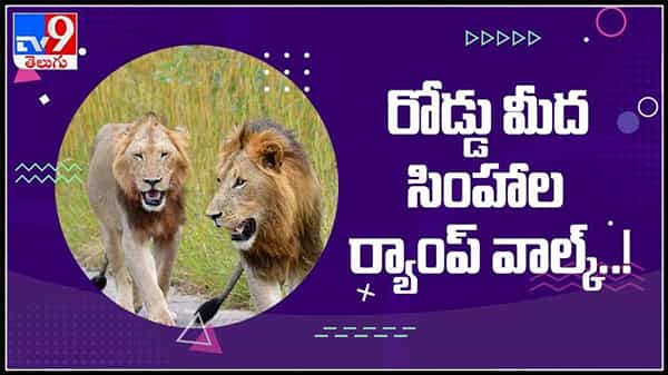 సరదాగా రోడ్డు మీద సింహాల ఈవినింగ్ వాక్..! బిత్తరపోయిన వాహనదారులు.వైరల్ అవుతున్న వీడియో : Lions Walking Viral Video.