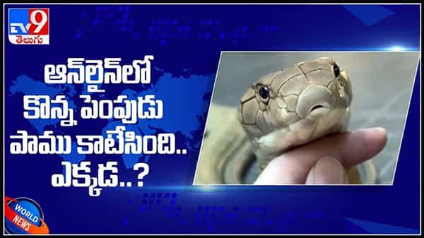 పెంపుడు పాము విషపు కాటుకు గురైన చైనాలోని వ్యక్తి..ఆన్లైన్ లో పాము ఆర్డర్.. వైరల్ అవుతున్న వీడియో.:Snake Viral video.