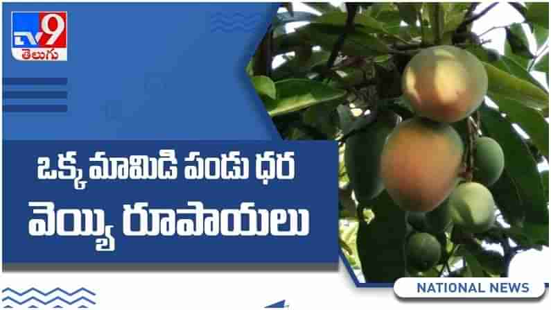 Noorjahan Mangoes: ఒక్క మామిడి పండు ధర అక్షరాలా వెయ్య రూపాయలు.. పూత దశలోనే బుకింగ్ ( వీడియో )