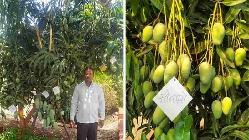 Variety Mango Tree: ఉద్యోగం వదిలి.. మామిడితోటల పెంపకం.. ఏడాదికి రూ 50 లక్షల ఆదాయం..