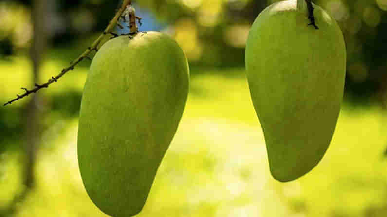 Noorjahan Mango: నూర్జహాన్ మామిడి.. ధర తెలిస్తే షాకే.. ఇంతకీ ఆ మ్యాంగో స్పెషల్ ఏంటంటే.!