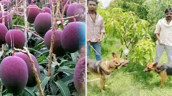 Viral News: ఆ మామిడి పండ్లకు నలుగురు సిబ్బంది, ఆరు కుక్కలు సెక్యూరిటీ.! ఎందుకో తెలుసా.?