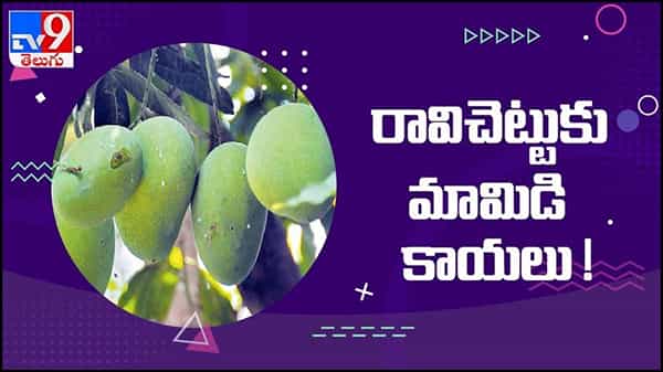 Viral Video: రావి చెట్టుకు మామిడికాయలు.. సోషల్ మీడియాలో వీడియో వైరల్...