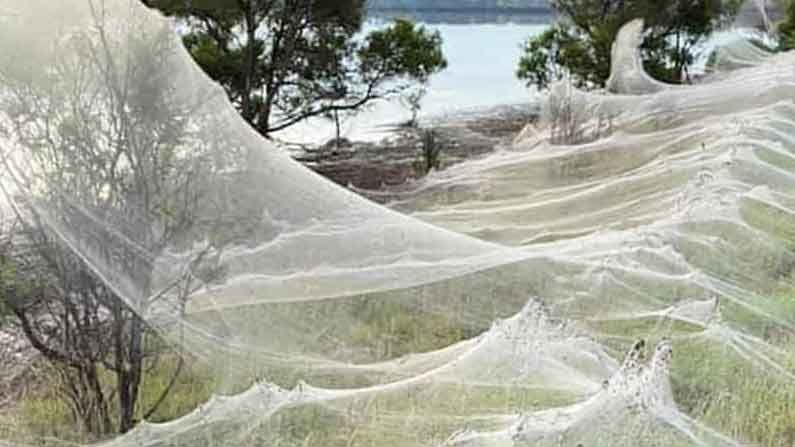 Massive Spider Web: ఎనిమిది కిలోమీటర్ల పరిధిలో రోడ్డు.. చెట్టు..పుట్ట అన్నీ సాలెపురుగుల గూటి కిందే ఎక్కడంటే..