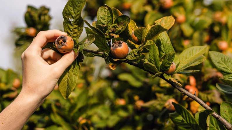 Medlar Fruit: ప్రపంచంలో ఏ పండుకు లేని ప్రత్యేకత దీని సొంతం.. కుళ్ళిన తర్వా త తినాలి.. లేదంటే అనారోగ్యమే