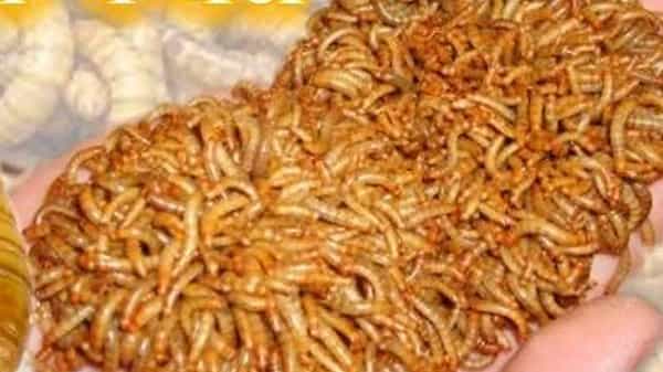 Worm Selling on Amazon : అమెజాన్లో అమ్ముడవుతున్న పురుగు..! దీని స్పెషల్ ఏంటో తెలిస్తే షాక్ తింటారు..?