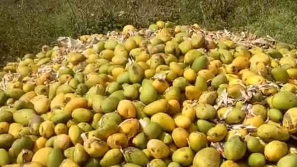 Andhraptradesh: చిత్తూరు జిల్లాలో దారుణ పరిస్థితులు.. రోడ్ల పక్కన గుట్టలు గుట్టలుగా ఏ గ్రేడ్ మామిడి పండ్లు