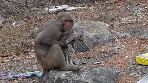 Monkey Humanity: రోడ్డు దాటలేక అవస్థలు పడిన పిల్లి పిల్లను జాగ్రత్తగా రోడ్డు దాటించిన కోతి
