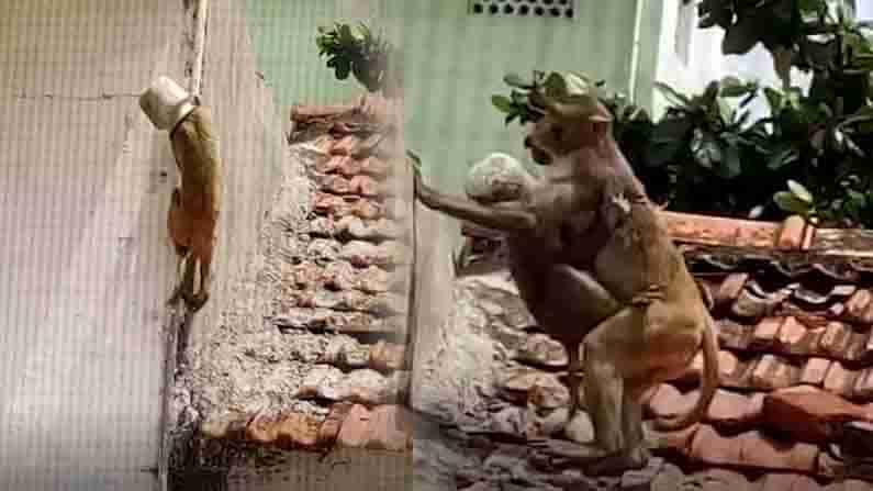 Monkey head stuck: చెంబులో ఇరుక్కుపోయిన కోతి తల.. మూడు రోజులుగా తల్లడిల్లిపోయిన తల్లి కోతి.. చివరికి ఏం జరిగిందంటే.. !