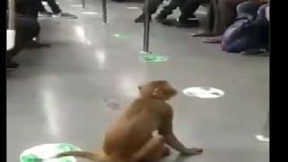 Viral News: క్రేజీ ఎద్దు.. మూడంతస్తులు ఎక్కి.. బెడ్ రూమ్‌లో బెడ్‌పై సేదతీరింది