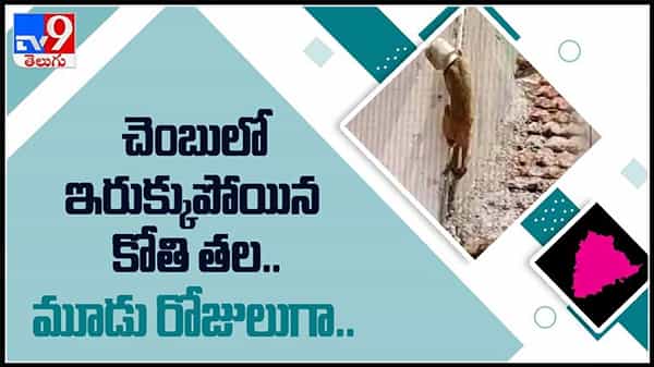 చెంబులో ఇరుక్కుపోయిన కోతి తల మూడు రోజులుగా.తంటాలు పడుతున్న పిల్ల కోతి..వైరల్ అవుతున్న వీడియో :Monkey Viral Video.