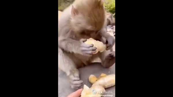 Viral Video: ఆకలితో ఉన్న కోతికి ‘అల్లం’ ఇచ్చిన వ్యక్తి.. అది తిన్న మారుతి ఏం చేసిందో చూస్తే నవ్వు ఆపుకోలేరు..