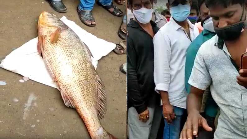 Most Expensive Fish: జాలరి అదృష్టం పండింది.. కచ్చేళ్ళ చేప చిక్కింది.. భారీ ధర పలికింది..