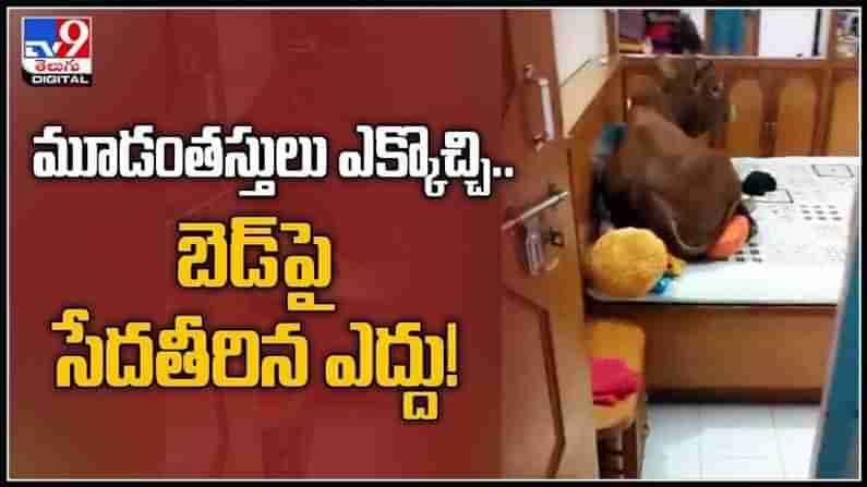 మూడంతస్తులు ఎక్కొచ్చి బెడ్ పై సేదతీరుతున్న ఎద్దు వైరల్ అవుతున్న వీడియో :Bull king climbed into 3-storey house video viral.