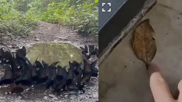 Mud-puddling: మడ్ పడ్లింగ్ చేస్తోన్న సీతాకోకచిలుకలు.. దీన్ని చూడండి అచ్చం ఆకులాగే ఉంది..
