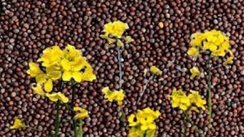 Mustard Crop:  రైతులకు లాభాలను పండిస్తున్న ఆవాల పంట.. ప్రభుత్వం విత్తనాల కొరత లేకుండా చూడాలంటున్న అన్నదాత