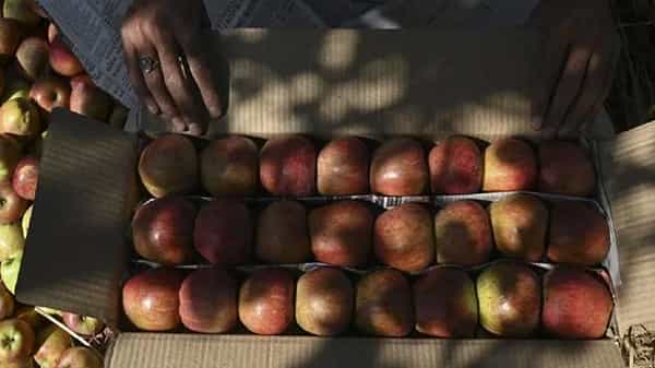 Nasik Apples : కాశ్మీర్ , సిమ్లా యాపిల్స్ తో పాటు ఇక నుంచి నాసిక్ యాపిల్స్ కూడా వస్తున్నాయి