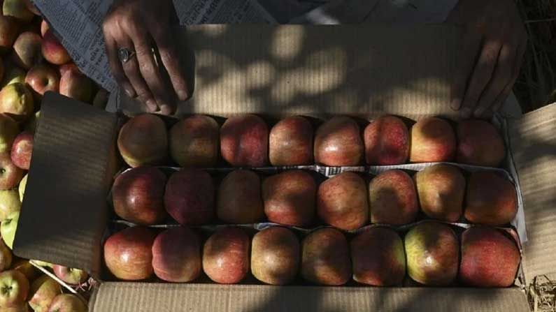 Nasik Apples : కాశ్మీర్ , సిమ్లా యాపిల్స్  తో పాటు ఇక నుంచి నాసిక్ యాపిల్స్ కూడా వస్తున్నాయి