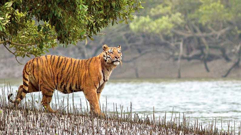 Indian Tiger : భారత్ నుంచి బంగ్లాదేశ్ వెళ్లిన ఇండియన్ టైగర్..! నాలుగు నెలల పాటు 100 కిలోమీటర్ల ప్రయాణం..