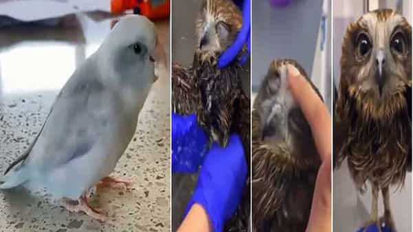 Viral Videos: ఓ వైపు స్పాకెళ్లి బాడీ మసాజ్ చేయించుకున్న గుడ్లగూబ.. మరోవైపు ఐలవ్ యూ అంటున్న రామచిలుక