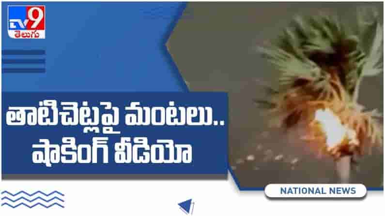 Viral Video: తాటి చెట్లపై ఒక్క సారిగా చెలరేగిన మంటలు షాకింగ్ వీడియో...!!
