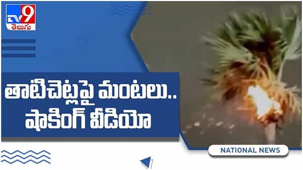 Viral Video: తాటి చెట్లపై ఒక్క సారిగా చెలరేగిన మంటలు షాకింగ్ వీడియో...!!