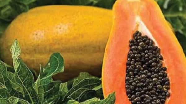 Papaya Seeds: బొప్పాయిపండును తిని.. గింజలు పడేస్తున్నారా.. వాటి వల్ల కలిగే ఆరోగ్యాలు తెలుసా..!