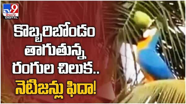 Viral Video: కొబ్బరిబోండం తాగుతున్న రంగుల చిలక... నెటిజన్లు ఫిదా.. ( వీడియో )