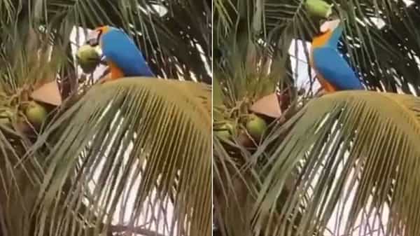 Viral Video: ఈ చిలుక కొబ్బరి బొండంను ఎంత రాయల్గా తాగిందో మీరే చూడండి..