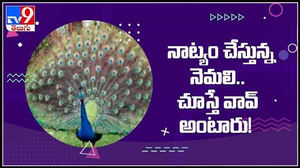 నాట్యం చేస్తున్న నెమలి చుస్తే వావ్ అనాల్సిందే..వైరల్ అవుతున్న వీడియో : Peacock viral video