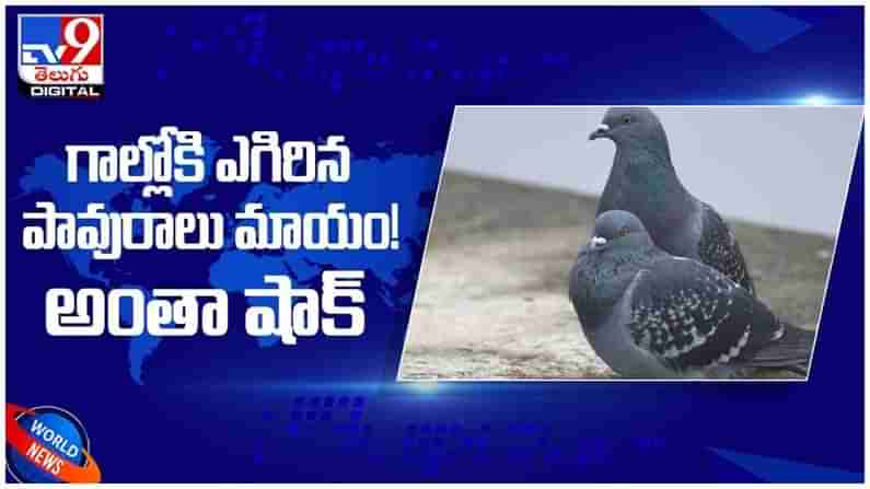 Viral Video: గాల్లోకి ఎగిరిన పావురాలు మాయం..! అంతా షాక్... అసలేం జరిగింది..! ( వీడియో )