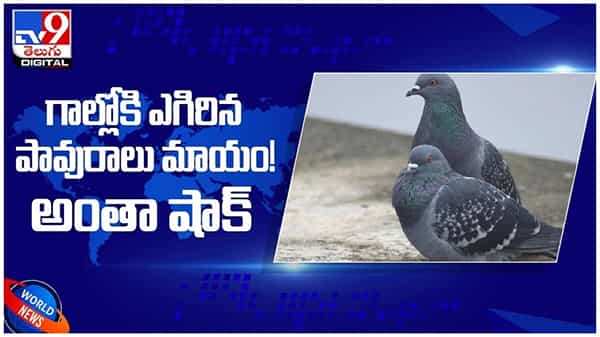 Viral Video: గాల్లోకి ఎగిరిన పావురాలు మాయం..! అంతా షాక్... అసలేం జరిగింది..! ( వీడియో )