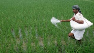 Rabbit Farming: తక్కువ పెట్టుబడితో లాభసాటి వ్యాపారం.. కుందేళ్ళ పెంపకం.. ప్రభుత్వం నుంచి లోన్ కూడా