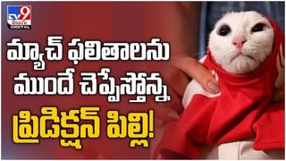 Vulture: ప్రపంచంలో మొదటిసారిగా రాబందుకు కృత్రిమ కాలు.. వైద్యుల అద్భుత సృష్టి.. ( వీడియో )