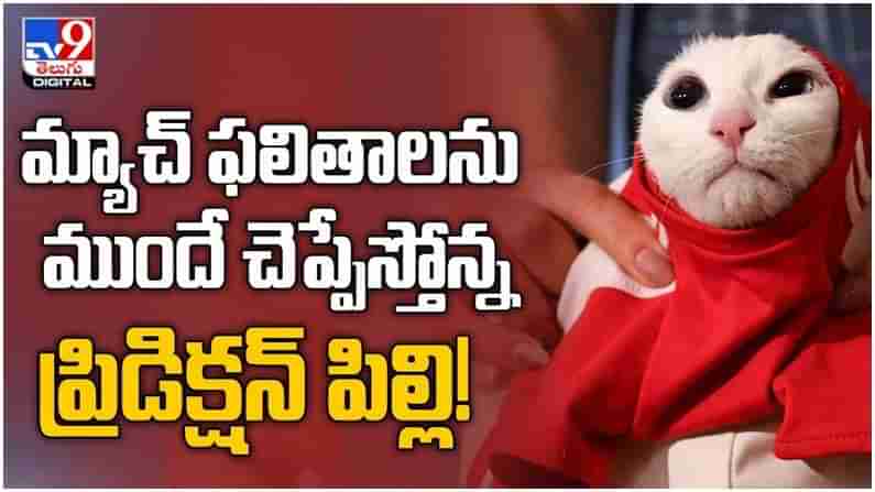 Viral Video: మ్యాచ్ ఫలితాలను ముందే చెప్పేస్తోన్న ప్రిడిక్షన్ పిల్లి.. ( వీడియో )