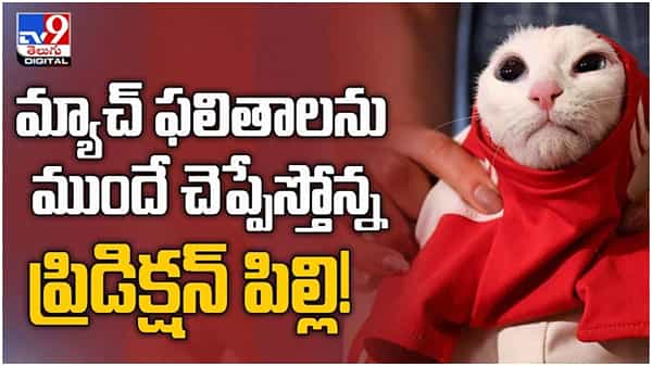 Viral Video: మ్యాచ్ ఫలితాలను ముందే చెప్పేస్తోన్న ప్రిడిక్షన్ పిల్లి.. ( వీడియో )