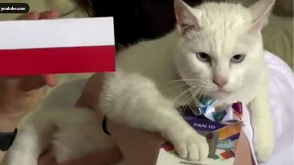 Viral Video: యూరో 2020 ఫలితాలను ముందే చెప్పేస్తోన్న ప్రిడిక్షన్ పిల్లి! వీడియో వైరల్