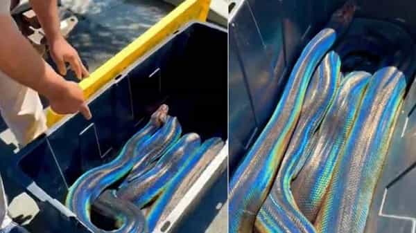 Viral Video: ఈ కొండచిలువను చూసేందుకు ఎగబడుతున్న జనాలు.. వీడియో చూస్తే మీరు ఫిదా కావాల్సిందే.!