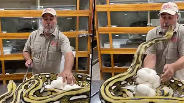 Python attack: జూకీపర్పై ఎటాక్ చేసిన భారీ కొండచిలువ.. రెప్పపాటులో ఏమైందంటే..? షాకింగ్ వీడియో