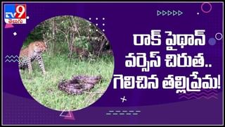 Yamaraj Snake : ప్రపంచంలోకెల్లా అత్యంత విషపూరితమైన పాము యమరాజ్..! కాటు వేసిందంటే చాలు నిమిషాల్లో ప్రాణం ఔట్..