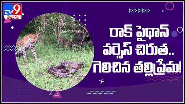 ఆఫ్రికన్ పైథాన్ వర్సెస్ చిరుత..గెలిచిన తల్లి ప్రేమ..వైరల్ అవుతున్న వీడియో :Python vs leopard video.