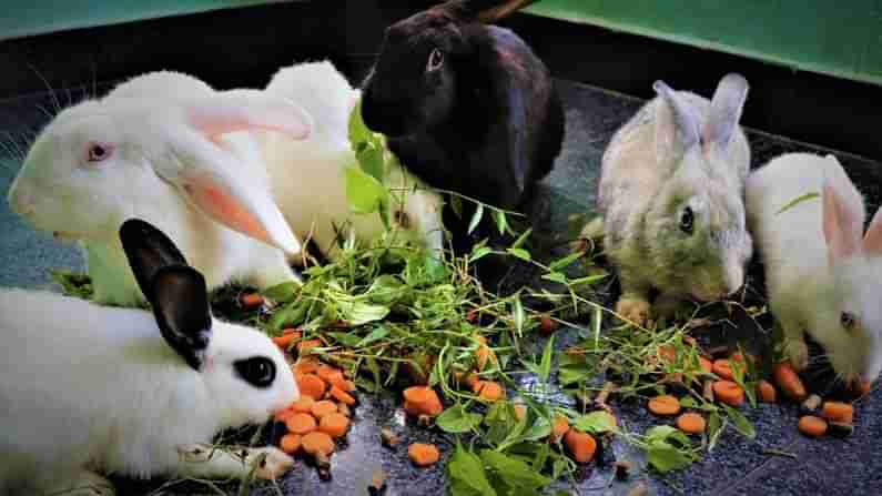 Rabbit Farming: తక్కువ పెట్టుబడితో లాభసాటి వ్యాపారం.. కుందేళ్ళ పెంపకం.. ప్రభుత్వం నుంచి లోన్ కూడా