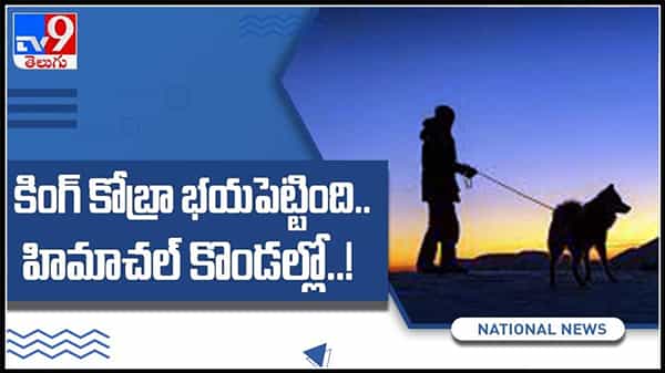 హిమాచల్ ప్రదేశ్ శివాలిక్ కొండల్లో కనిపించిన అరుదైన ,అతి విషపూరితమైన కింగ్ కోబ్రా : King Cobra Video