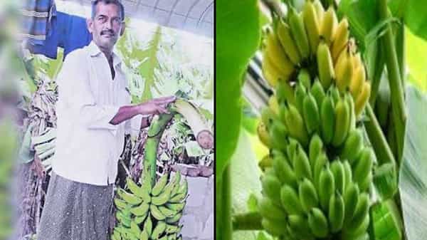 Chakkarakeli White Banana: సేంద్రీయ ఎరువులతో భారీ అరటిగెలను పండించిన రైతు.. చూడడానికి క్యూ కడుతున్న జనం