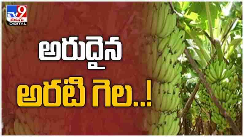 Rare Banana: ఏపీలో అరుదైన అరటి పండ్లు.. వాటి ప్రత్యేకత ఏంటో తెలుసా..?? ( వీడియో )