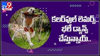 మీ ఇంట్లో ఈ చెట్లు ఉంటే.. ఆరోగ్యంతోపాటు అదృష్టం కూడా మీ సొంతమే.. మొక్కలు ఏ దిశలో ఉంటే మంచిదో తెలుసా..
