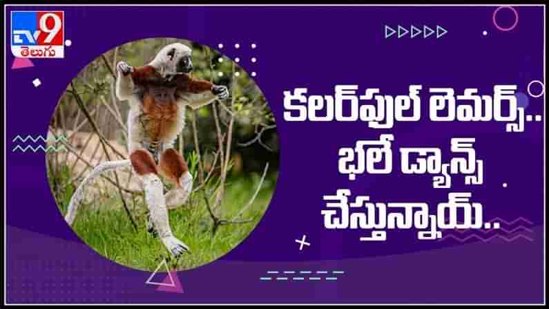 కలర్ ఫుల్ లెమర్స్ బలే డాన్స్ చేస్తున్నాయ్.యూరప్ లోని చెస్టర్ జూ లో అరుదైన లెమర్స్ : Viral Video