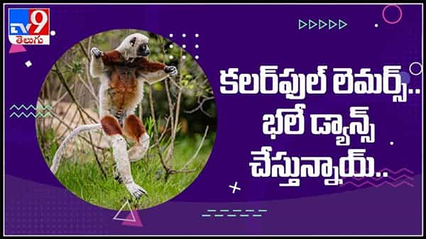 కలర్ ఫుల్ లెమర్స్ బలే డాన్స్ చేస్తున్నాయ్.యూరప్ లోని చెస్టర్ జూ లో అరుదైన లెమర్స్ : Viral Video