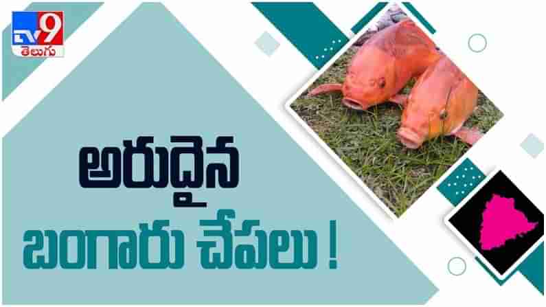 Rare Fish: సూర్యాపేట జిల్లాలో అరుదైన ఎర్ర చందనం మరియు బంగారు తీగ చేపలు వీడియో...